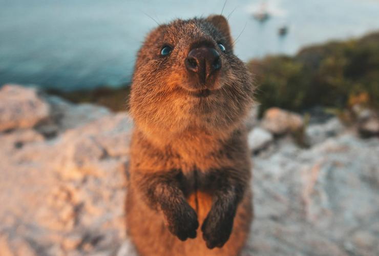西澳大利亚州，罗特尼斯岛，短尾矮袋鼠 © James Vodicka 版权所有