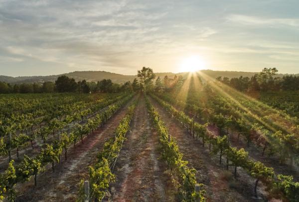 天鹅谷费伯酒庄的葡萄地 © Francis Andrich 版权所有