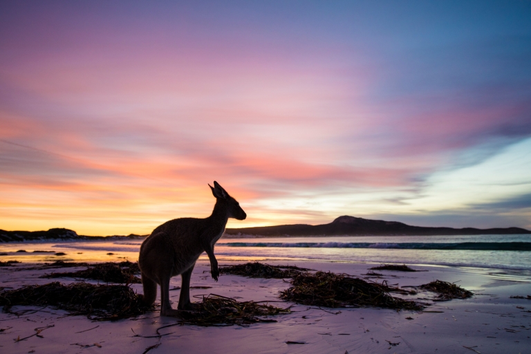 西澳大利亚州，勒格兰德角国家公园，幸运湾，袋鼠 © 西澳大利亚州旅游局版权所有