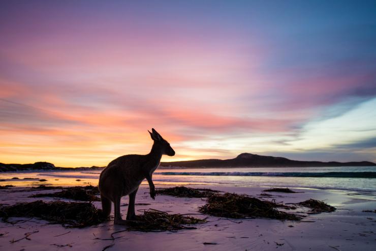西澳大利亚州，勒格兰角国家公园，幸运湾，袋鼠 © 西澳大利亚州旅游局版权所有