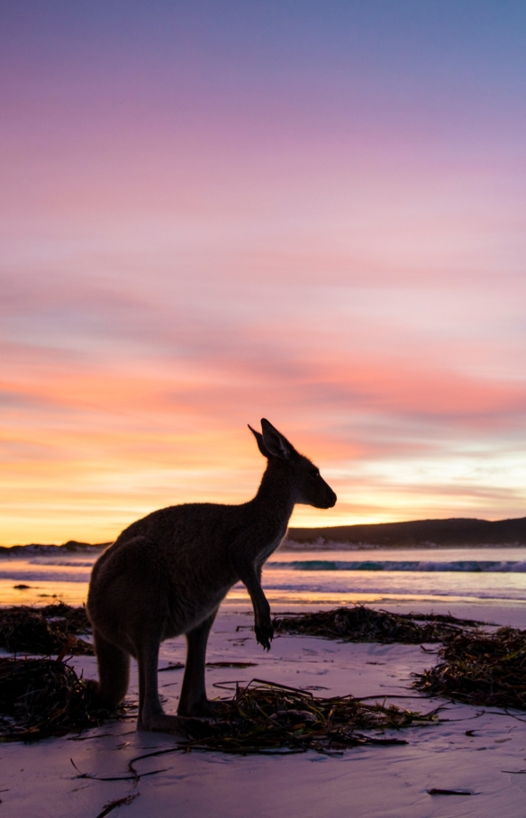 西澳大利亚州，勒格兰德角国家公园，幸运湾，袋鼠 © 西澳大利亚州旅游局版权所有