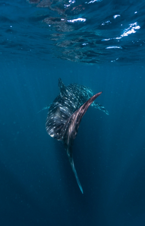 在宁加洛珊瑚礁与鲸鲨同游 © 西澳大利亚州旅游局版权所有