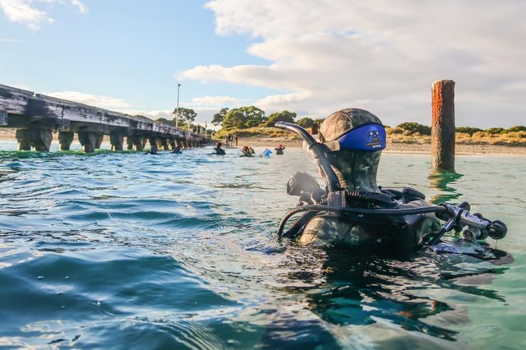 西澳大利亚州，罗特尼斯岛，Bucket List Diver 潜水 © Bucket List Diver 版权所有