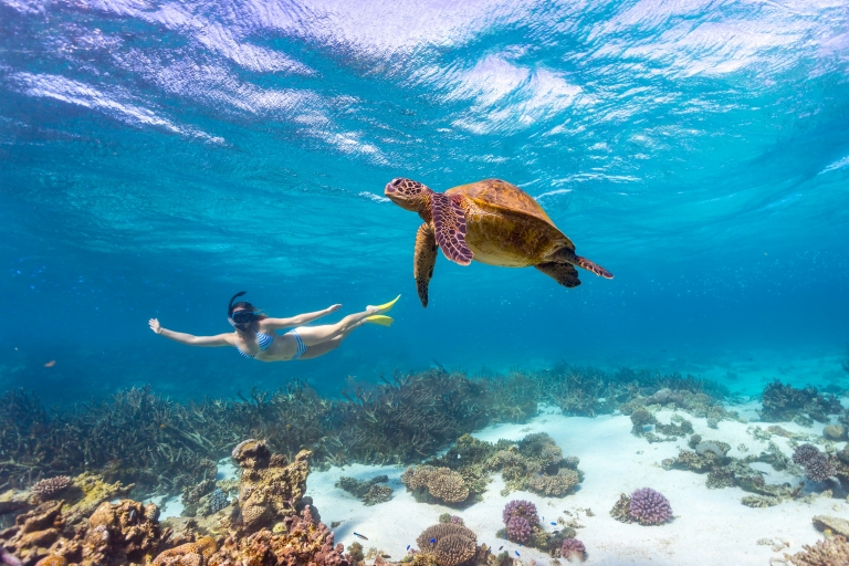 西澳大利亚州，宁加洛珊瑚礁，和绿海龟一起游泳 © 西澳大利亚州旅游局版权所有