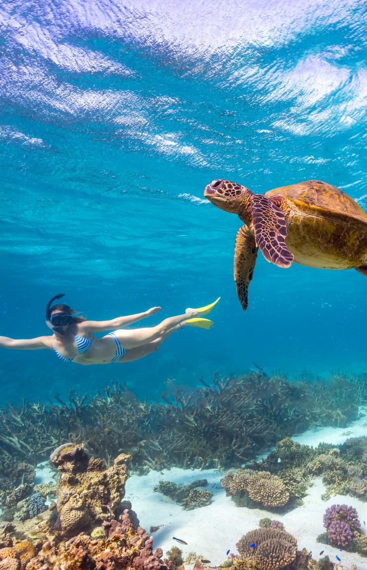 西澳大利亚州,宁加洛珊瑚礁,和绿海龟一起游泳 © 西澳大利亚州旅游局版权所有 西澳大利亚州,宁加洛珊瑚礁,和绿海龟一起游泳 © 西澳大利亚州旅游局版权所有