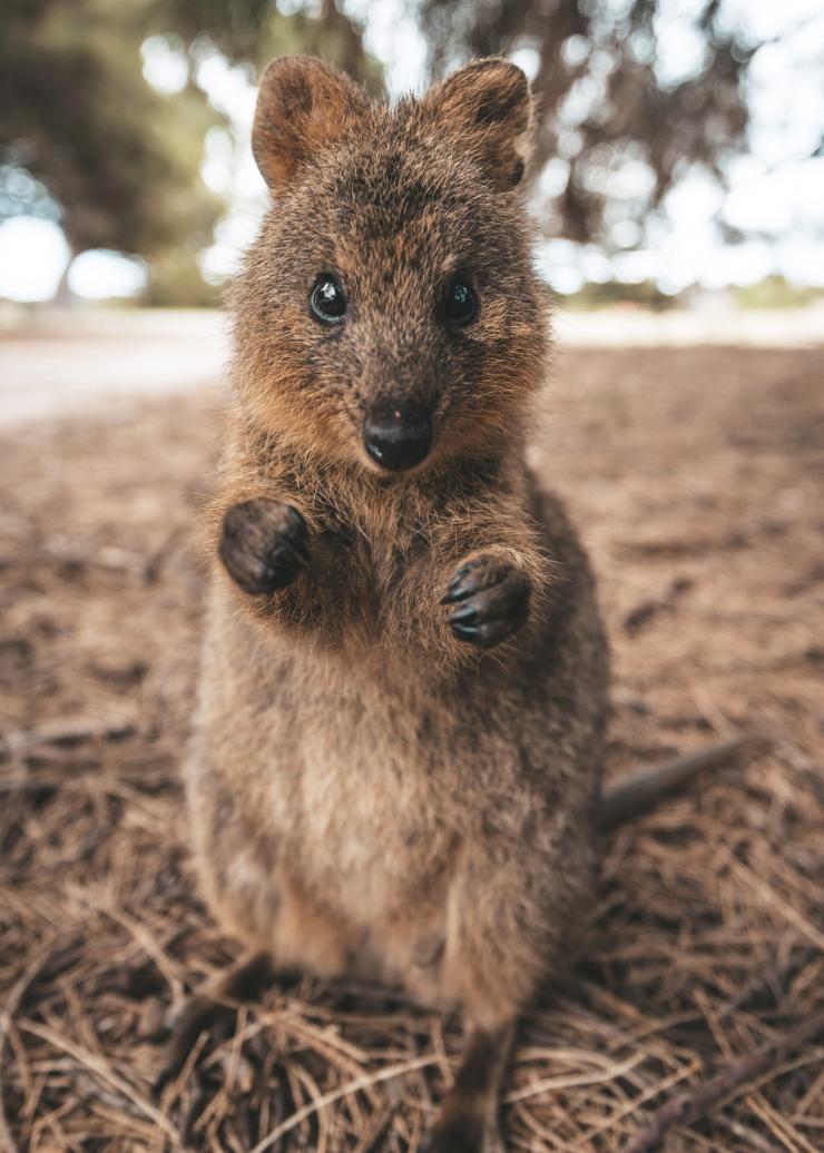西澳大利亚州，罗特尼斯岛，短尾矮袋鼠 © James Vodicka 版权所有