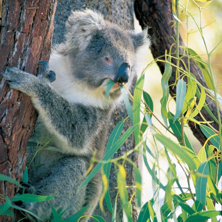 西澳大利亚州，扬切普国家公园的考拉 © 西澳大利亚州旅游局版权所有