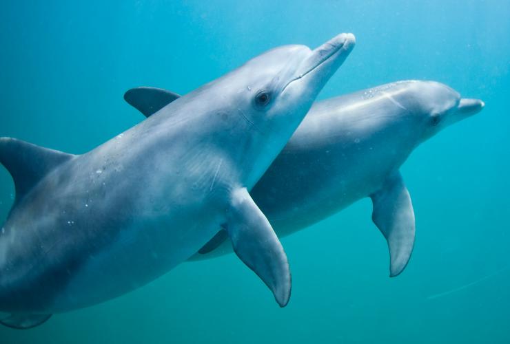 西澳大利亚州，罗金厄姆，罗金厄姆野生动物巡游公司，海豚 © 罗金厄姆野生动物巡游公司版权所有