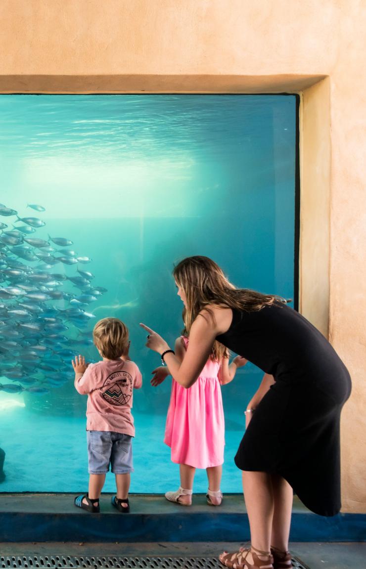 西澳大利亚州，珀斯，西澳大利亚水族馆 © AQWA 版权所有