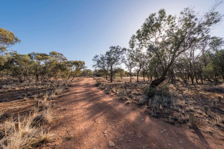 新南威尔士州,威尔兰德湖世界遗产区,贝拉营地,蒙哥国家公园 © John Spencer/DPE 版权所有 新南威尔士州,威尔兰德湖世界遗产区,贝拉营地,蒙哥国家公园 © John Spencer/DPE 版权所有