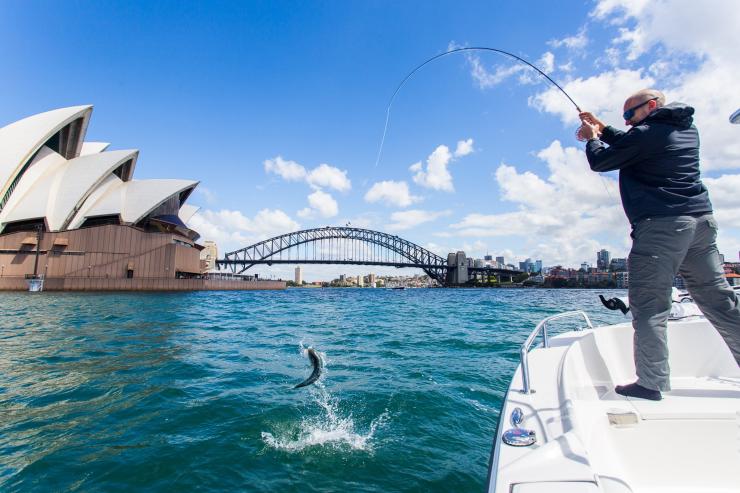 新南威尔士州，悉尼，悉尼海港的悉尼飞钓之旅 © sydneyflyfishing.com.au - Justin Duggan 版权所有