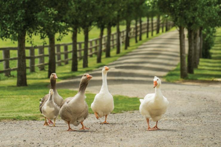 新南威尔士州，青苔谷（Moss Vale），阿什比山酒庄（Mount Ashby Estate）© Kramer Photography 版权所有