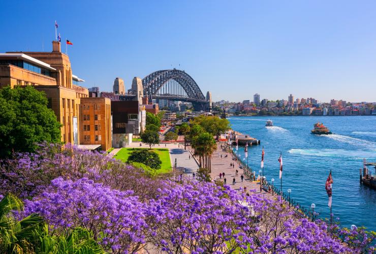 悉尼岩石区第一舰队公园盛开的蓝花楹 © 新南威尔士州旅游局版权所有