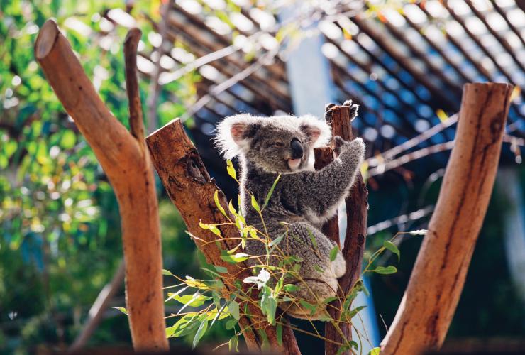 新南威尔士州，悉尼，塔龙加动物园 © 新南威尔士州旅游局版权所有
