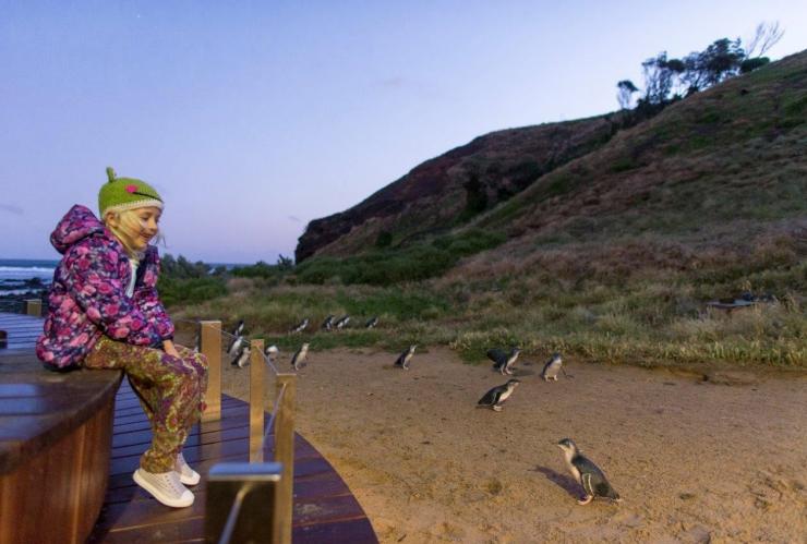 维多利亚州，菲利普岛，一位儿童坐在 Penguins Plus Viewing 区域观看企鹅归巢 © 菲利普岛天然公园版权所有