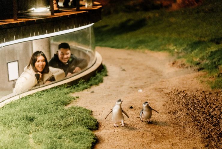 维多利亚州，菲利普岛，企鹅归巢，一位男子和女士从地下观景台观看企鹅 © 维多利亚州旅游局版权所有