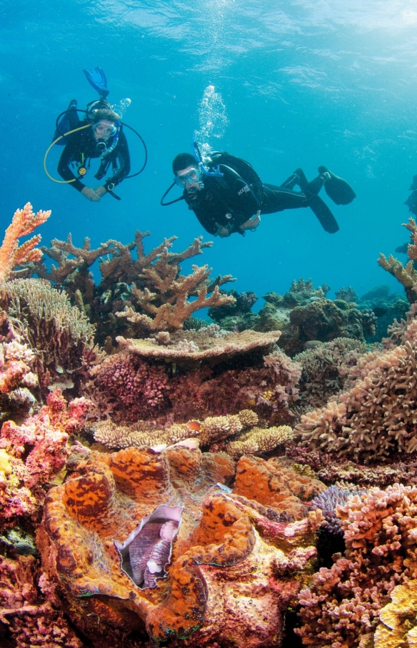 昆士兰州，摩顿岛，天阁露玛沉船（Tangalooma Wrecks）© Scott Pass 版权所有