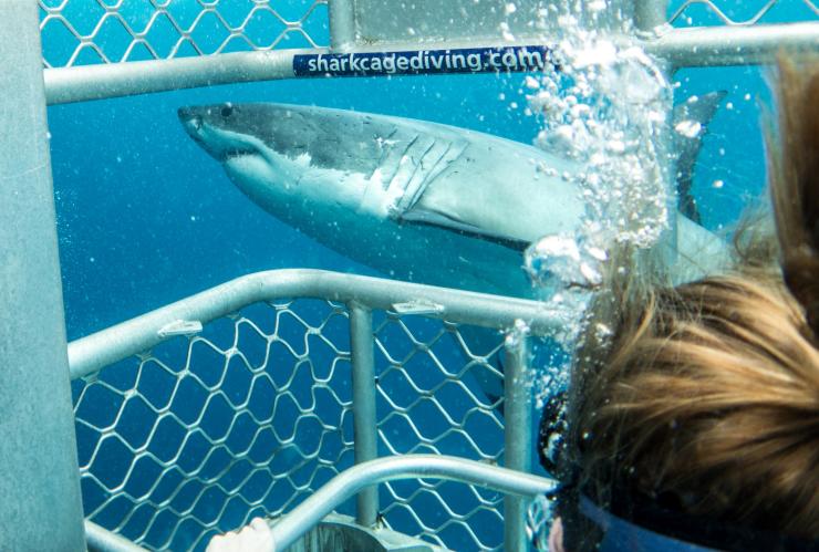 南澳大利亚，海王星岛，鲨鱼潜水 © 澳大利亚旅游局版权所有