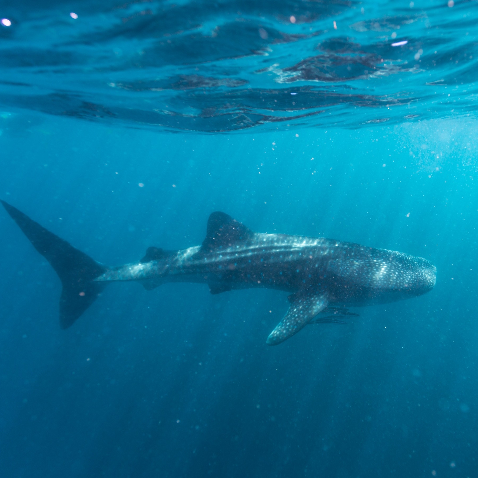 宁加洛珊瑚礁的鲸鲨 © 西澳大利亚州旅游局版权所有