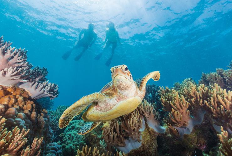 昆士兰州，海龟穿行在麦克马斯珊瑚礁间 © 昆士兰州旅游及活动推广局版权所有