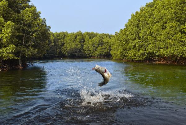 昆士兰州，远北游钓之旅，澳洲肺鱼 © Shaana McNaught 版权所有