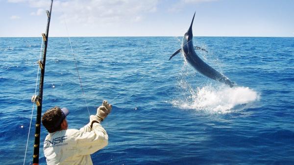 昆士兰州，道格拉斯港，垂钓马林鱼 © 远北游钓之旅版权所有