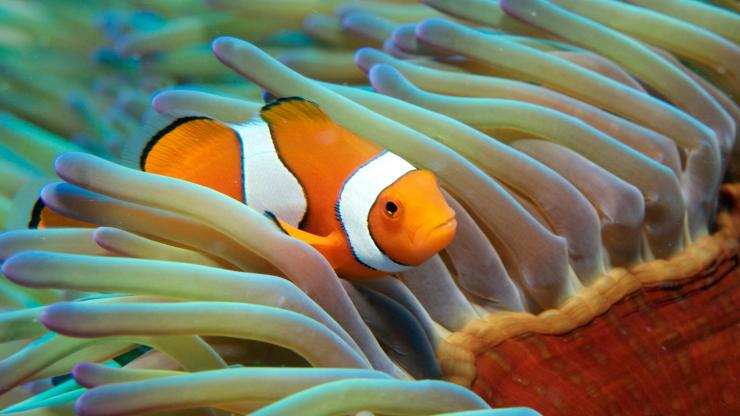 昆士兰州，大堡礁，海葵与小丑鱼 © 昆士兰州旅游及活动推广局版权所有