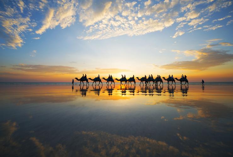 西澳大利亚州，布鲁姆，凯布尔海滩落霞映照的驼队 © Lauren Bath 版权所有