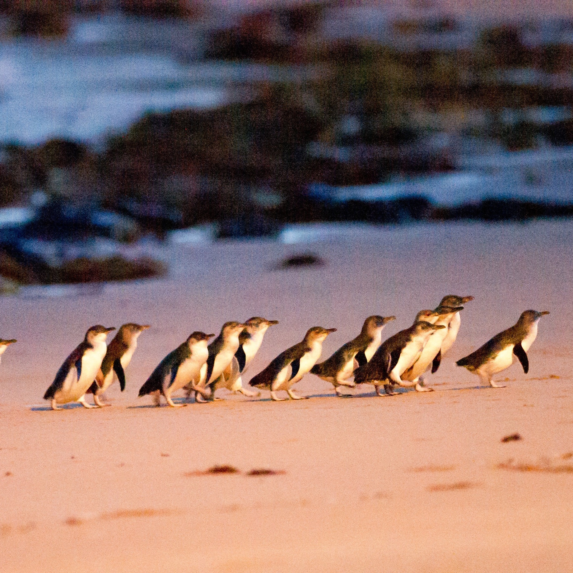 维多利亚州菲利普岛上的小企鹅 © 澳大利亚旅游局版权所有
