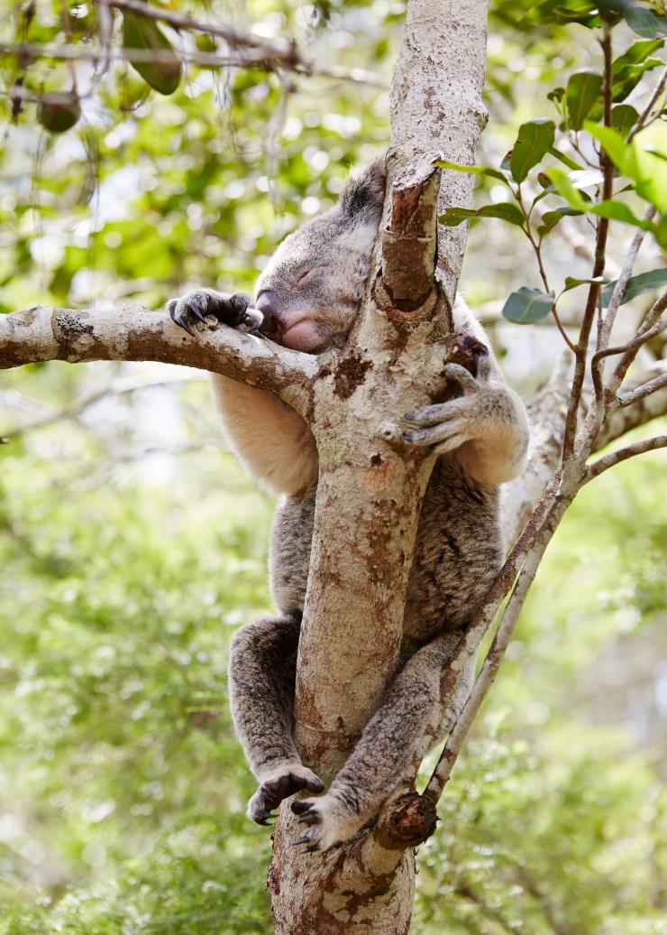 昆士兰州，毕尔瓦（Beerwah）澳大利亚动物园里的考拉 © 澳大利亚旅游局版权所有