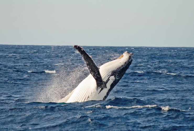 新南威尔士州，悉尼海域，观鲸©Destination NSW 版权所有