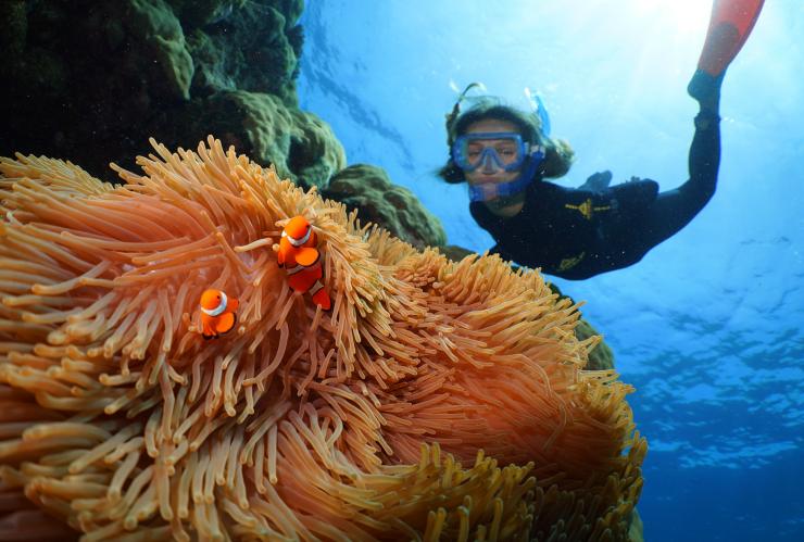 在大堡礁潜水的儿童和小丑鱼 © Silversonic Dive＆Snorkel 版权所有