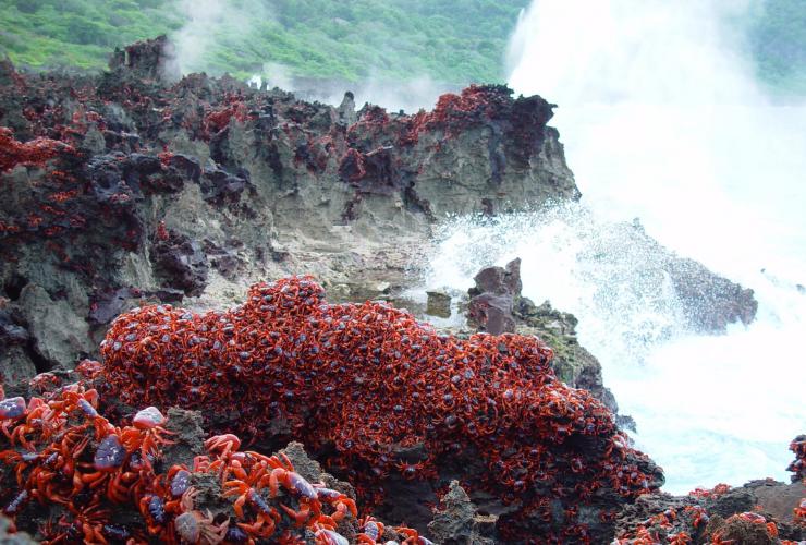 观看圣诞岛喷水孔上成百上千只正在迁徙的红蟹 © 圣诞岛旅游协会版权所有