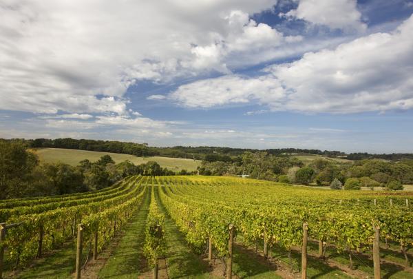 摩林顿半岛的葡萄园 © 维多利亚州葡萄酒产业协会版权所有