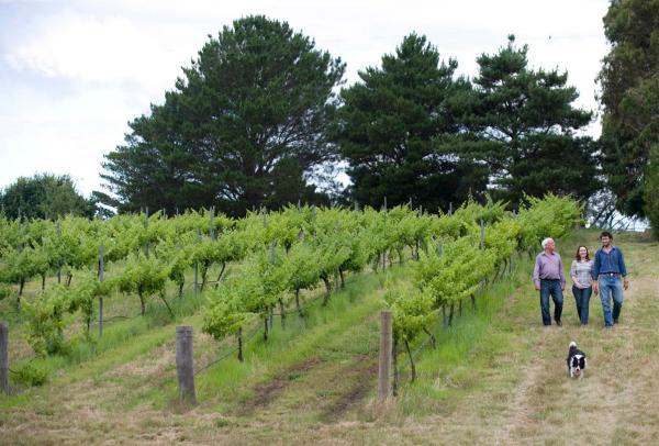 穆任百特曼海姆酒庄的葡萄园 © 海姆酒庄/Id 摄影，Irene Dowdy 版权所有