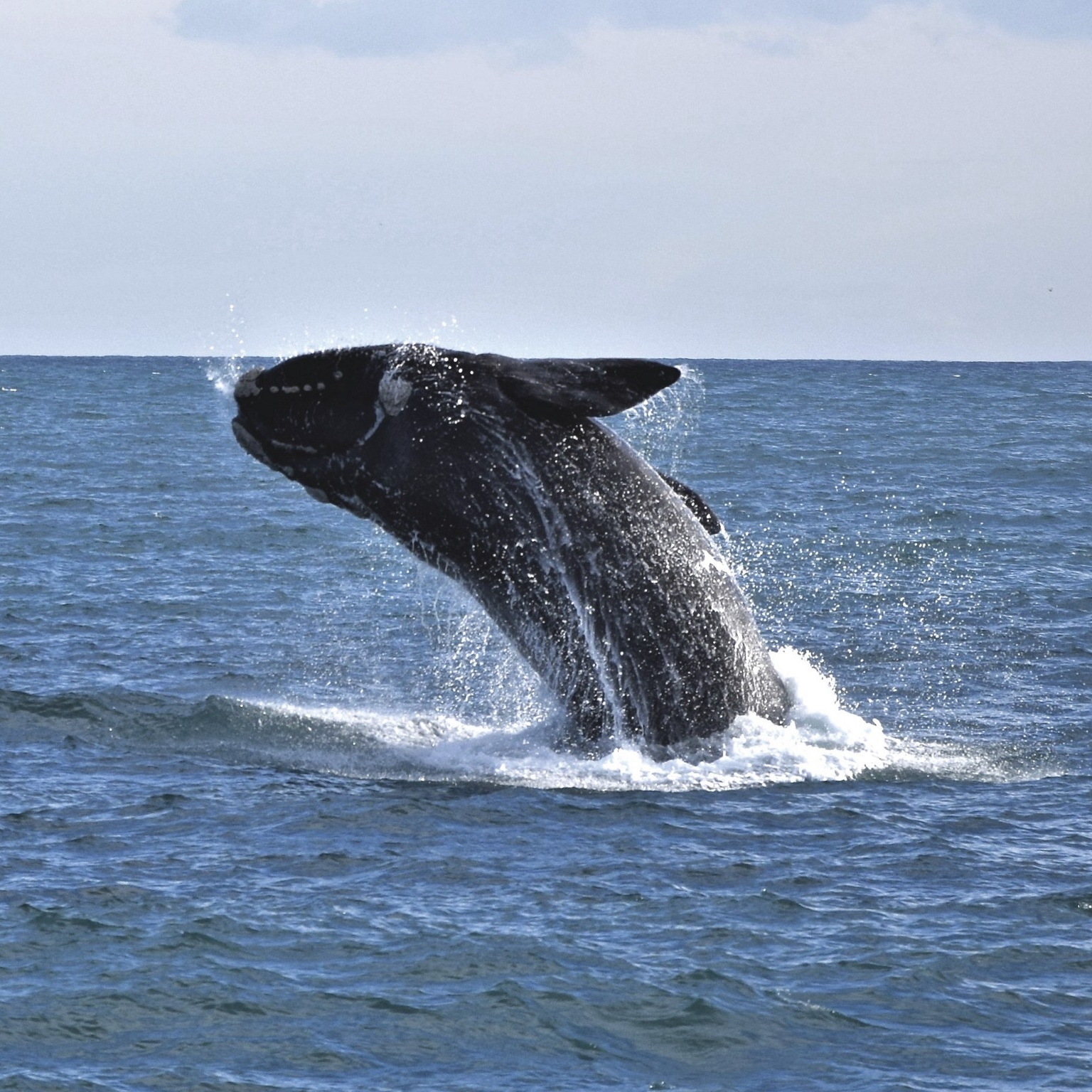 菲利普岛附近的南露脊鲸跃出海面 © John McFee/野生动物海岸巡游版权所有