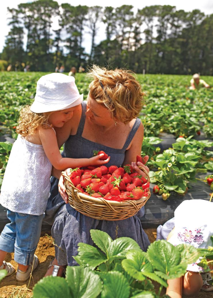 在阳光草莓园摘草莓 © 维多利亚州旅游局版权所有