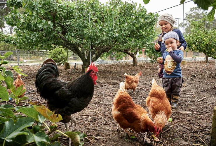 孩子们在伯恩赛德有机农场喂鸡 © 伯恩赛德有机农场/Frances Andrijich 版权所有