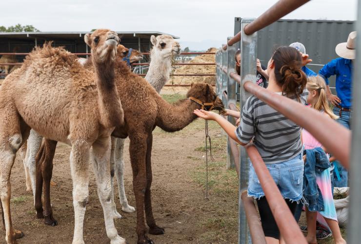 孩子们在哈里斯维尔的 Summer Land Camels 骆驼牧场喂骆驼 © Summer Land Camels 骆驼牧场版权所有