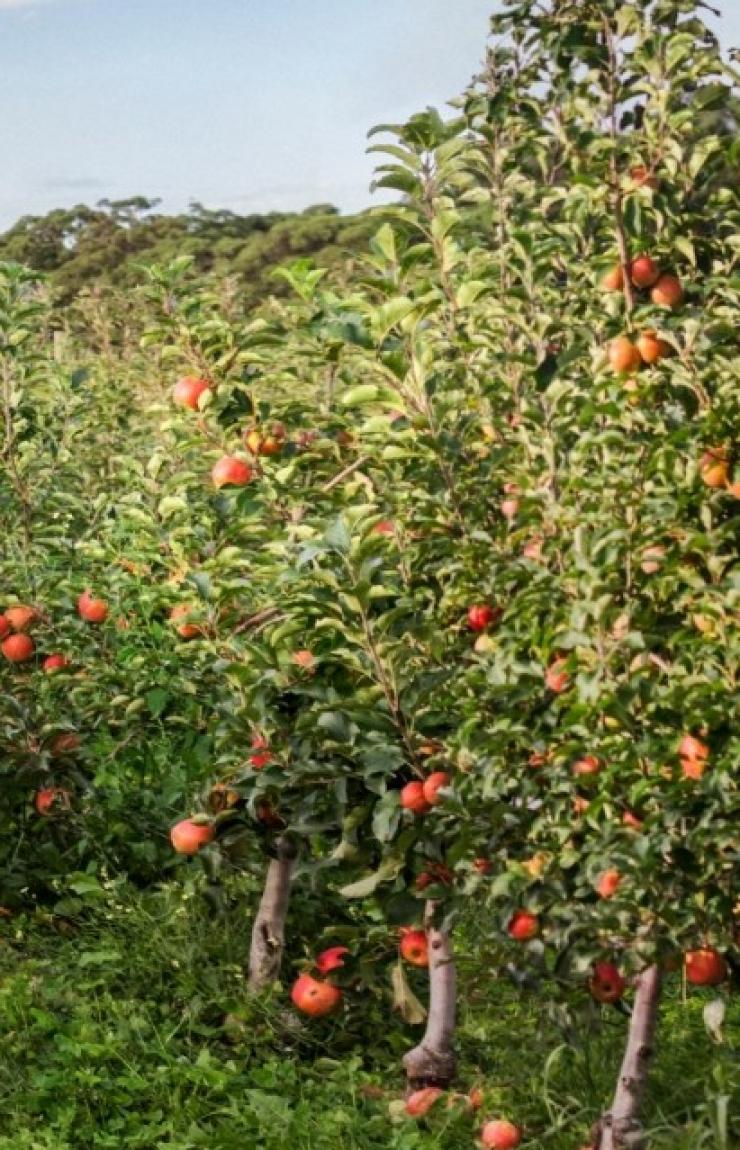 一家人在贝尔平的希尔兹果园采摘苹果 © 新南威尔士州旅游局版权所有