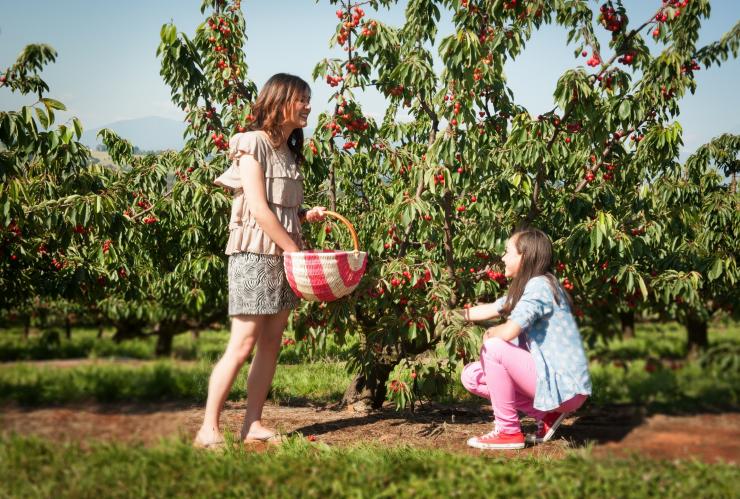 孩子们在亚拉河谷的樱桃山果园采摘樱桃 © 樱桃山果园版权所有