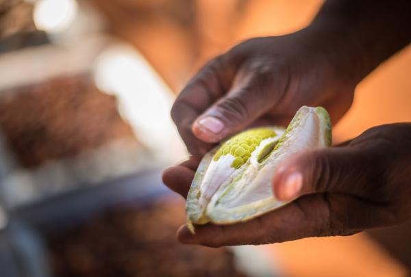 北领地，乌鲁鲁卡塔丘塔国家公园，Karrke 原住民文化体验 © 北领地旅游局 / Matt Glastonbury 版权所有