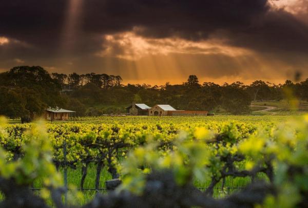 南澳大利亚州，芭萝莎谷，圣雨果 © 圣雨果版权所有