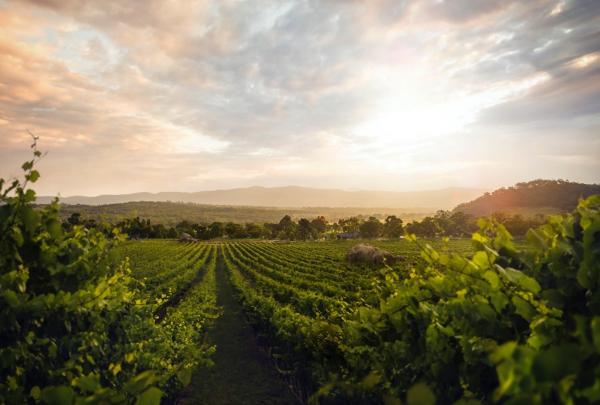 昆士兰州，格兰纳特贝尔（Granite Belt），希路美葡萄园 © 希路美葡萄园版权所有