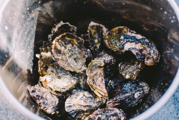 塔斯马尼亚州，布鲁尼岛，潘尼戈自然之旅，塔斯马尼亚海鲜饕餮之旅，生蚝 © 澳大利亚旅游局版权所有