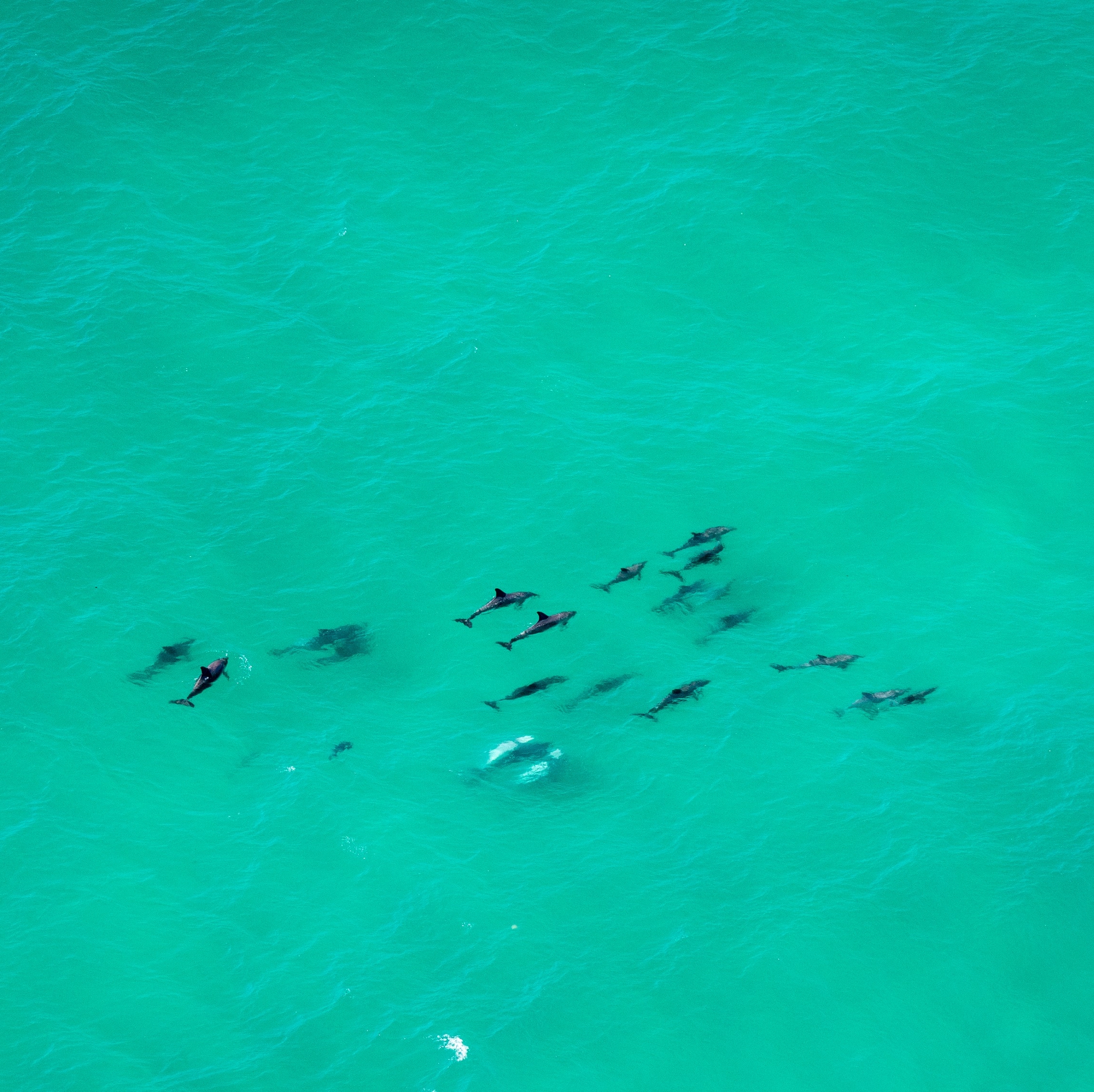 拜伦角海洋公园中的一群海豚 © 澳大利亚旅游局版权所有
