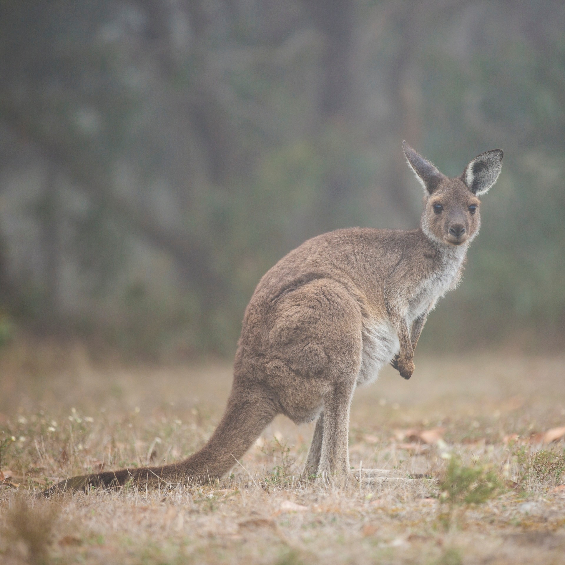野外的袋鼠 © 澳大利亚旅游局版权所有