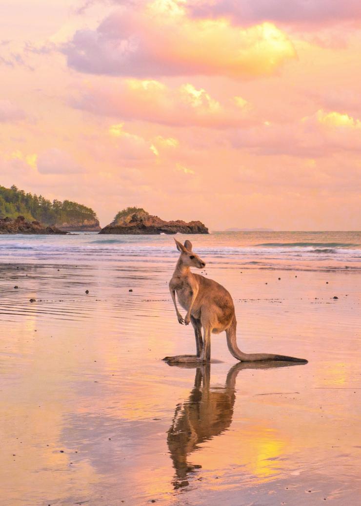 昆士兰州，希尔斯伯勒角海滩上的袋鼠 © 昆士兰州旅游及活动推广局版权所有