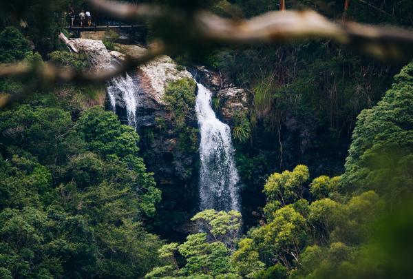 春溪国家公园的 Warrie Circuit © 黄金海岸旅游局版权所有