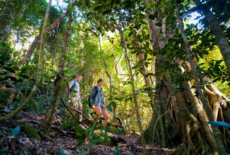 徒步穿越奥莱利雨林度假村附近雨林的远足者 © 奥莱利雨林度假村版权所有